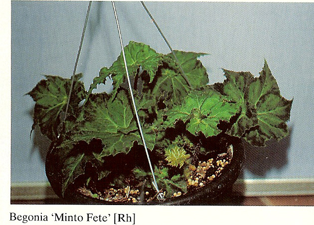 B. ‘Minto Fete’